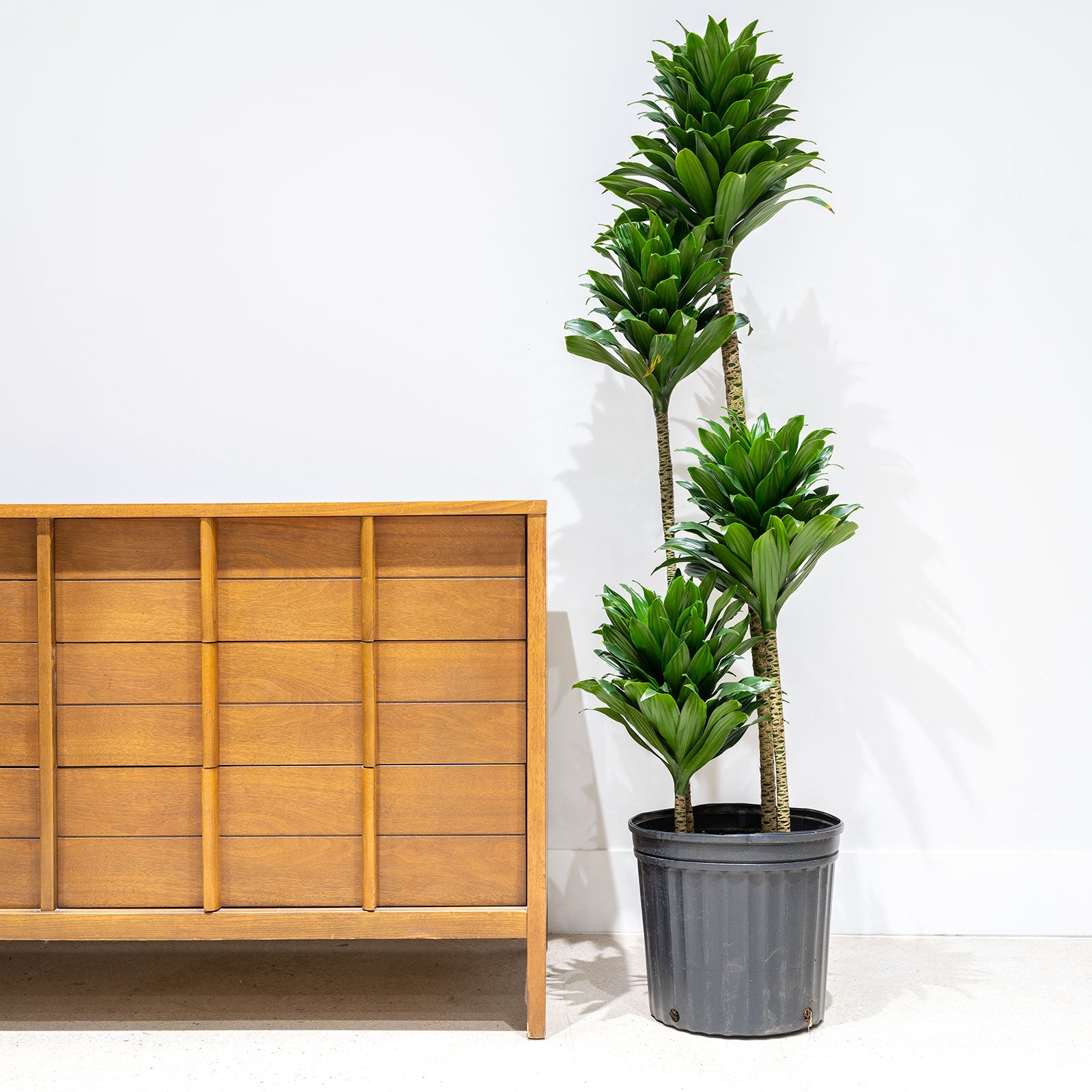 Dracaena Janet Craig Compacta - House Plants Delivery Toronto - JOMO Studio