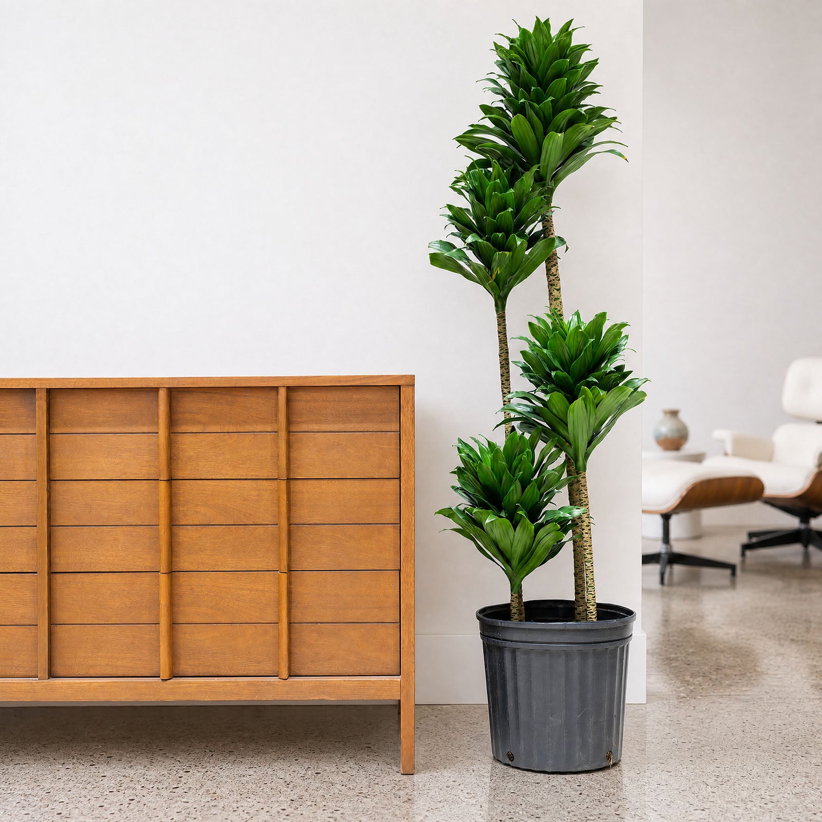 dracaena janet craig for sale Dracaena Janet Craig Compacta - House Plants Delivery Toronto