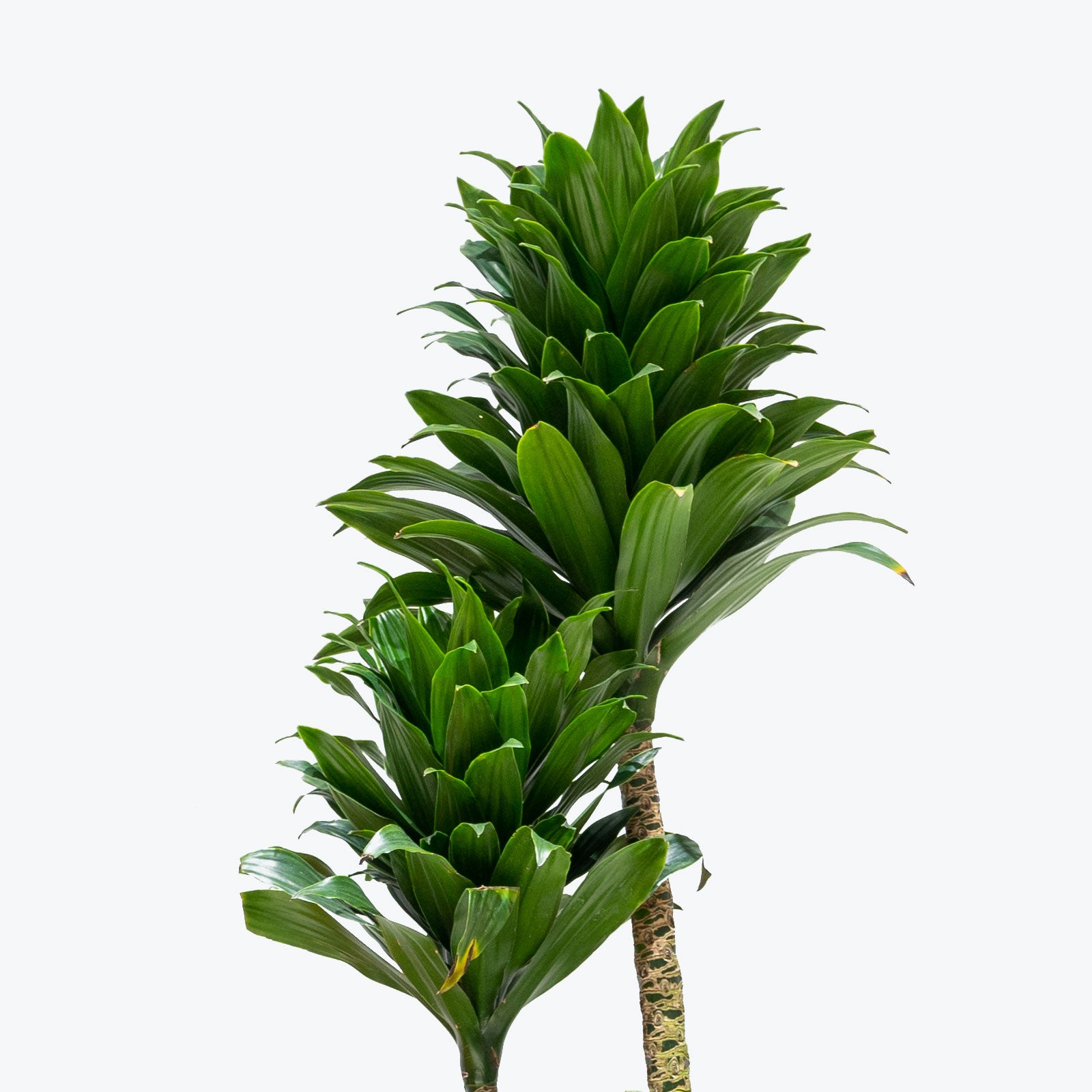 Dracaena Janet Craig Compacta - House Plants Delivery Toronto - JOMO Studio