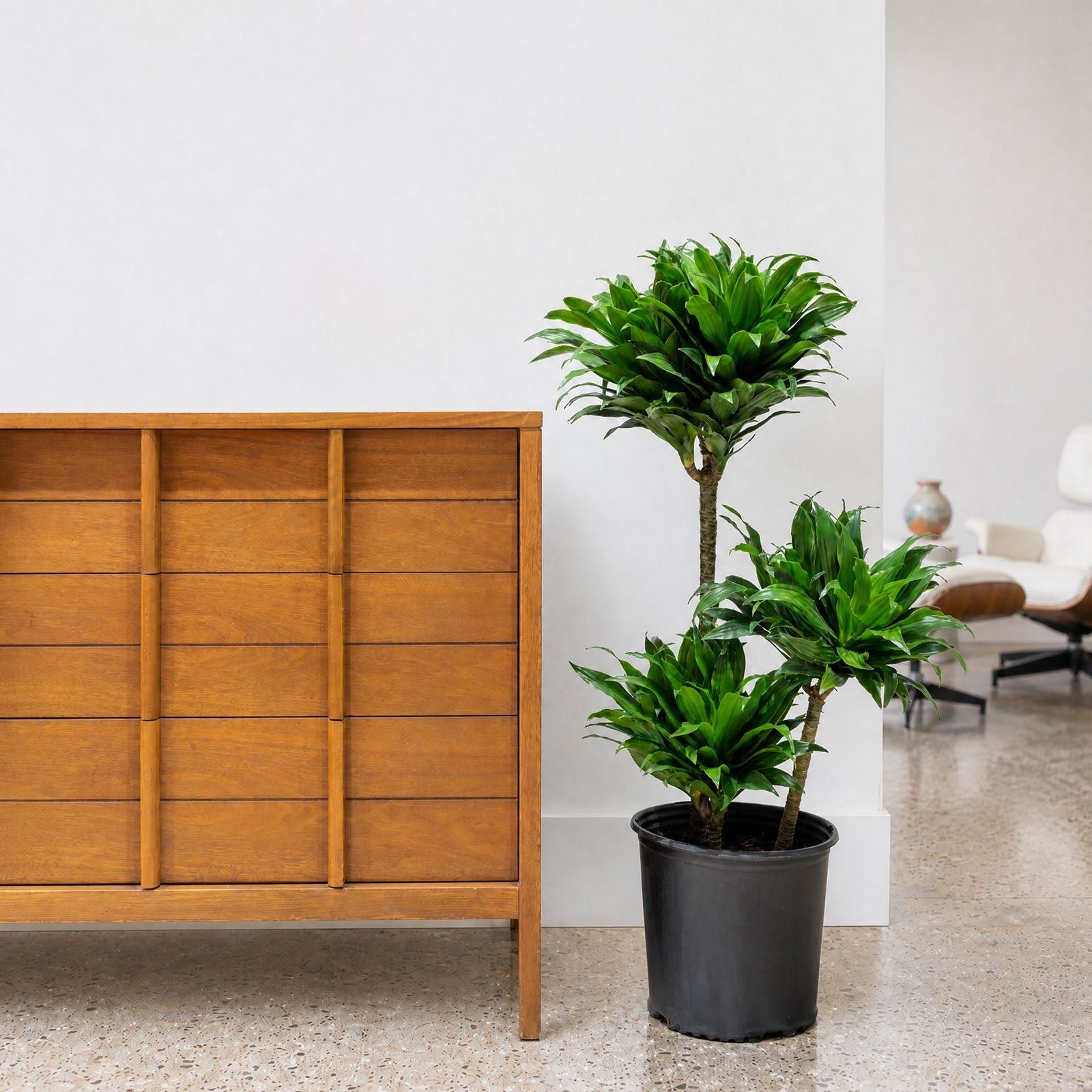 Dracaena Janet Craig Compacta - House Plants Delivery Toronto - JOMO Studio