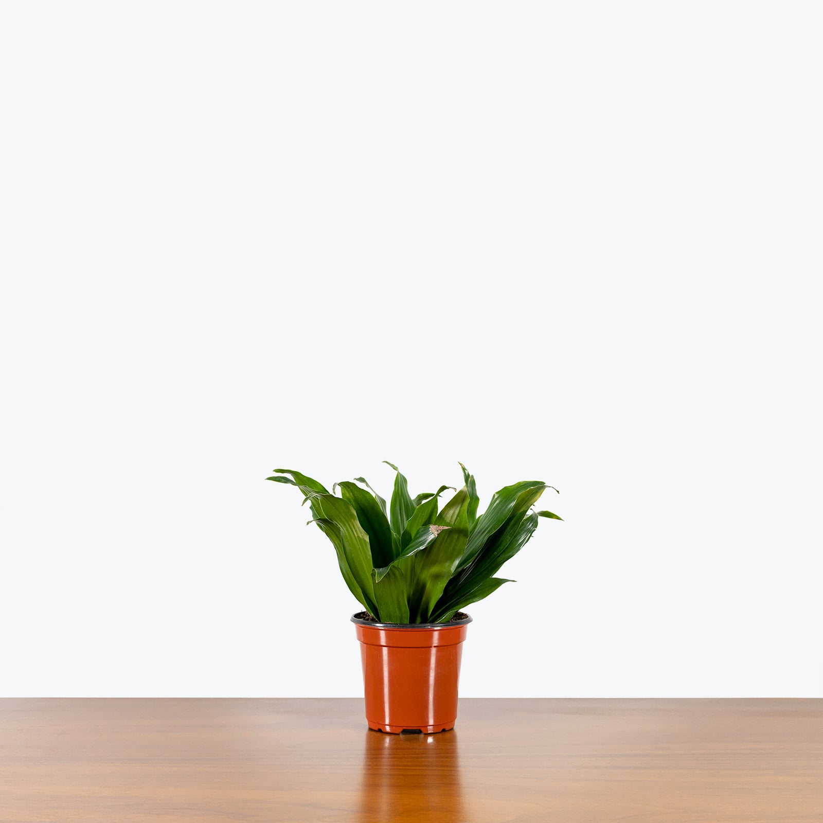 Dracaena Janet Craig Compacta - House Plants Delivery Toronto - JOMO Studio