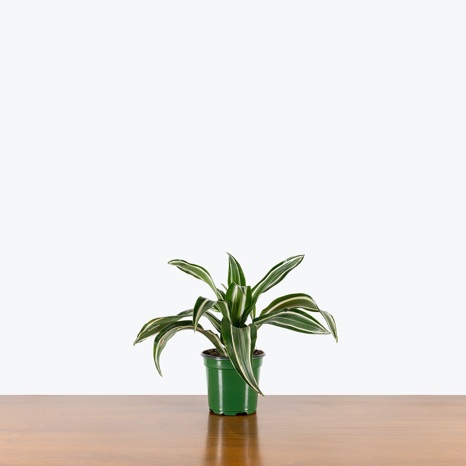 Dracaena Jade Jewel - House Plants Delivery Toronto - JOMO Studio