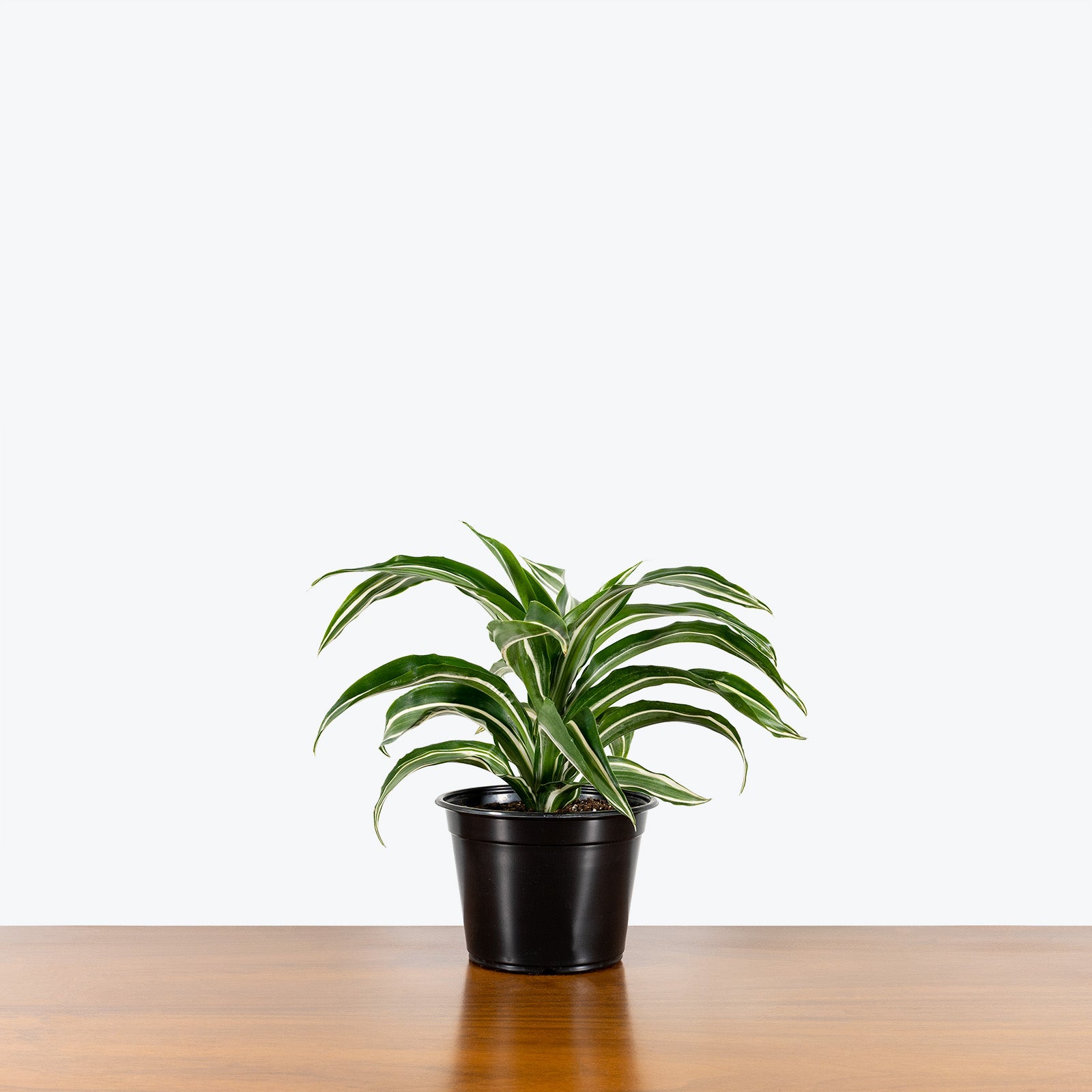 Dracaena Jade Jewel - House Plants Delivery Toronto - JOMO Studio