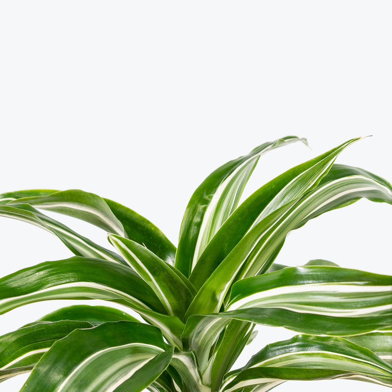 Dracaena Jade Jewel - House Plants Delivery Toronto - JOMO Studio