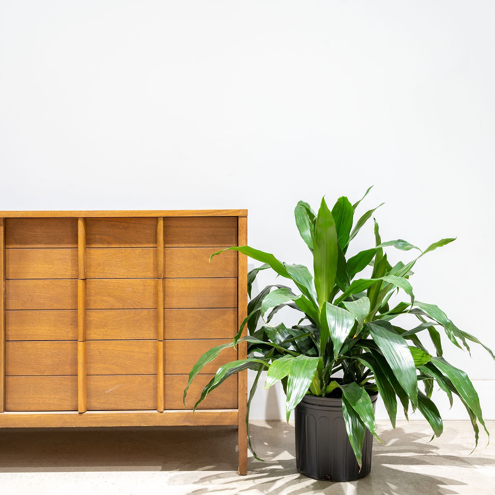 Dracaena Janet Craig - House Plants Delivery Toronto - JOMO Studio