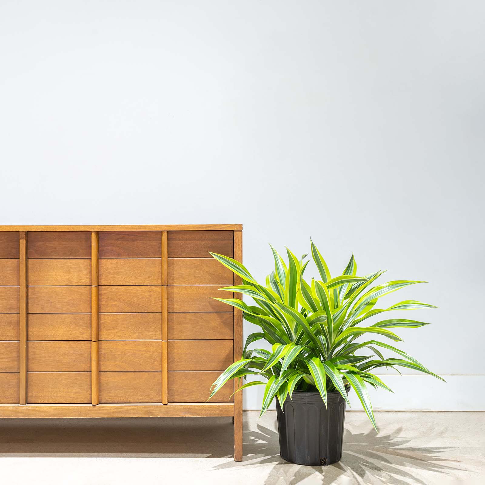 Dracaena Lemon Lime | Care Guide and Pro Tips - Delivery from Toronto across Canada - JOMO Studio