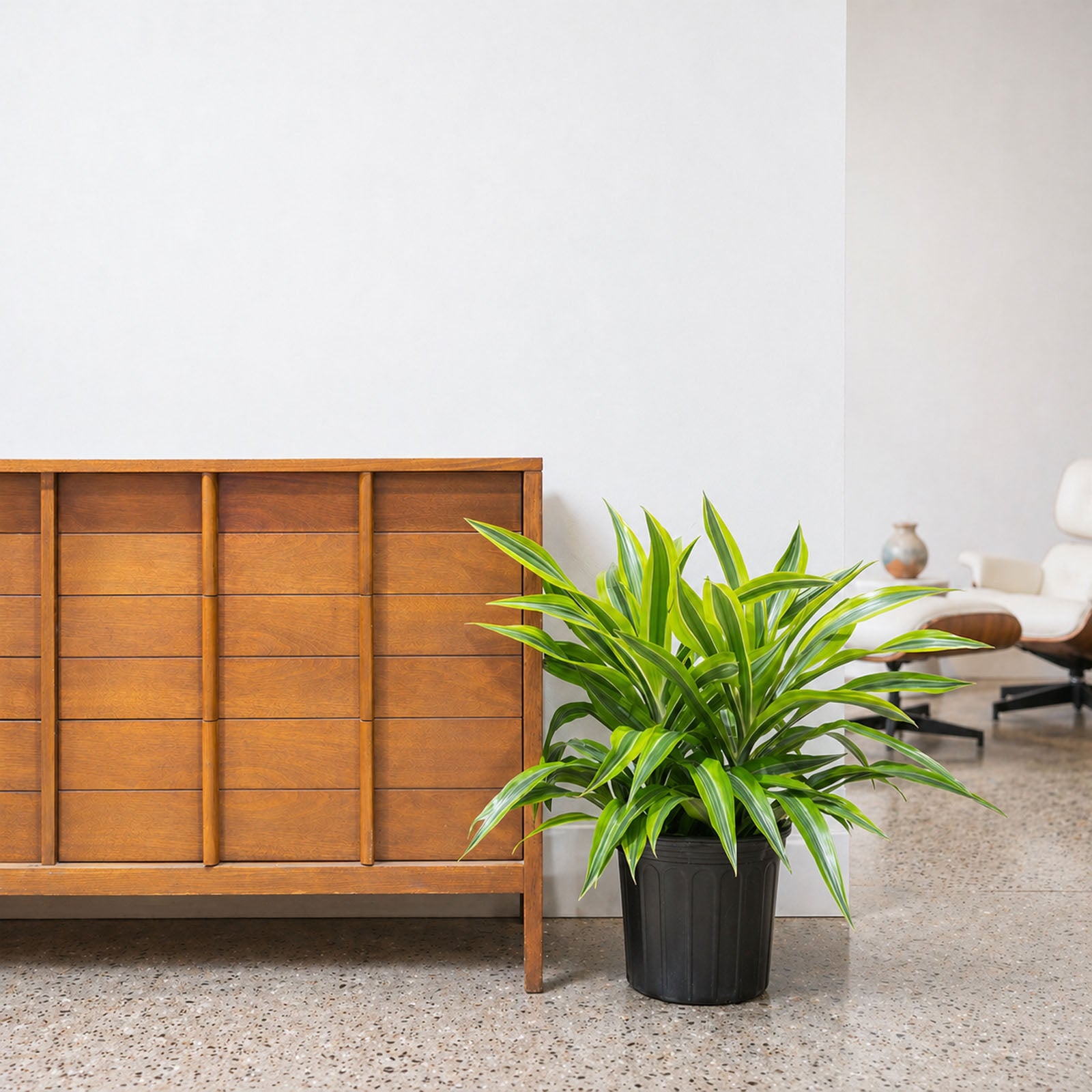 Dracaena Lemon Lime | Care Guide and Pro Tips - Delivery from Toronto across Canada - JOMO Studio