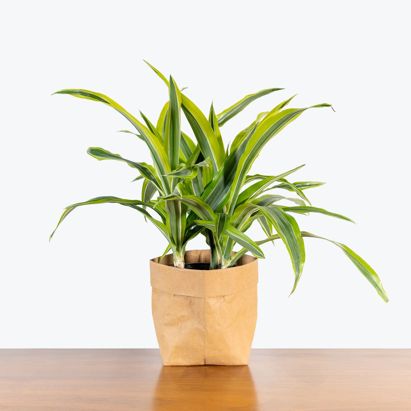 Dracaena Lemon Lime | Care Guide and Pro Tips - Delivery from Toronto across Canada - JOMO Studio