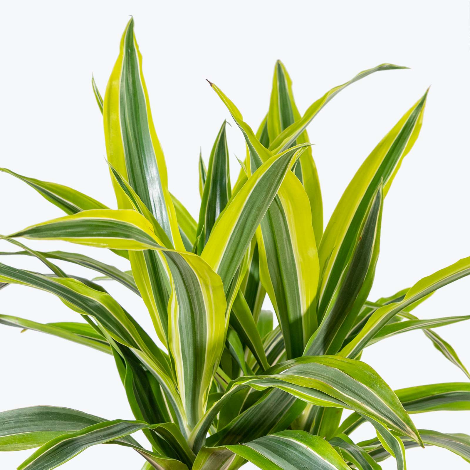 Dracaena Lemon Lime - House Plants Delivery Toronto - JOMO Studio