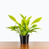 Dracaena Limelight — 6" Pot