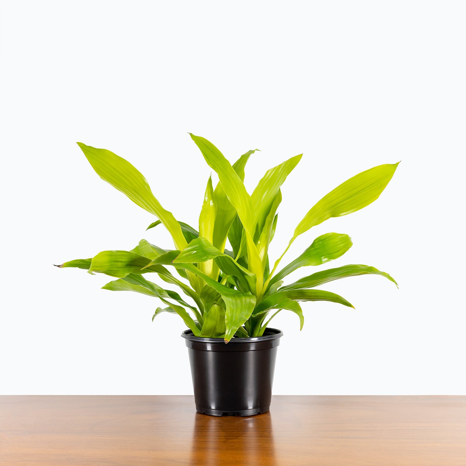 Dracaena Limelight - House Plants Delivery Toronto - JOMO Studio