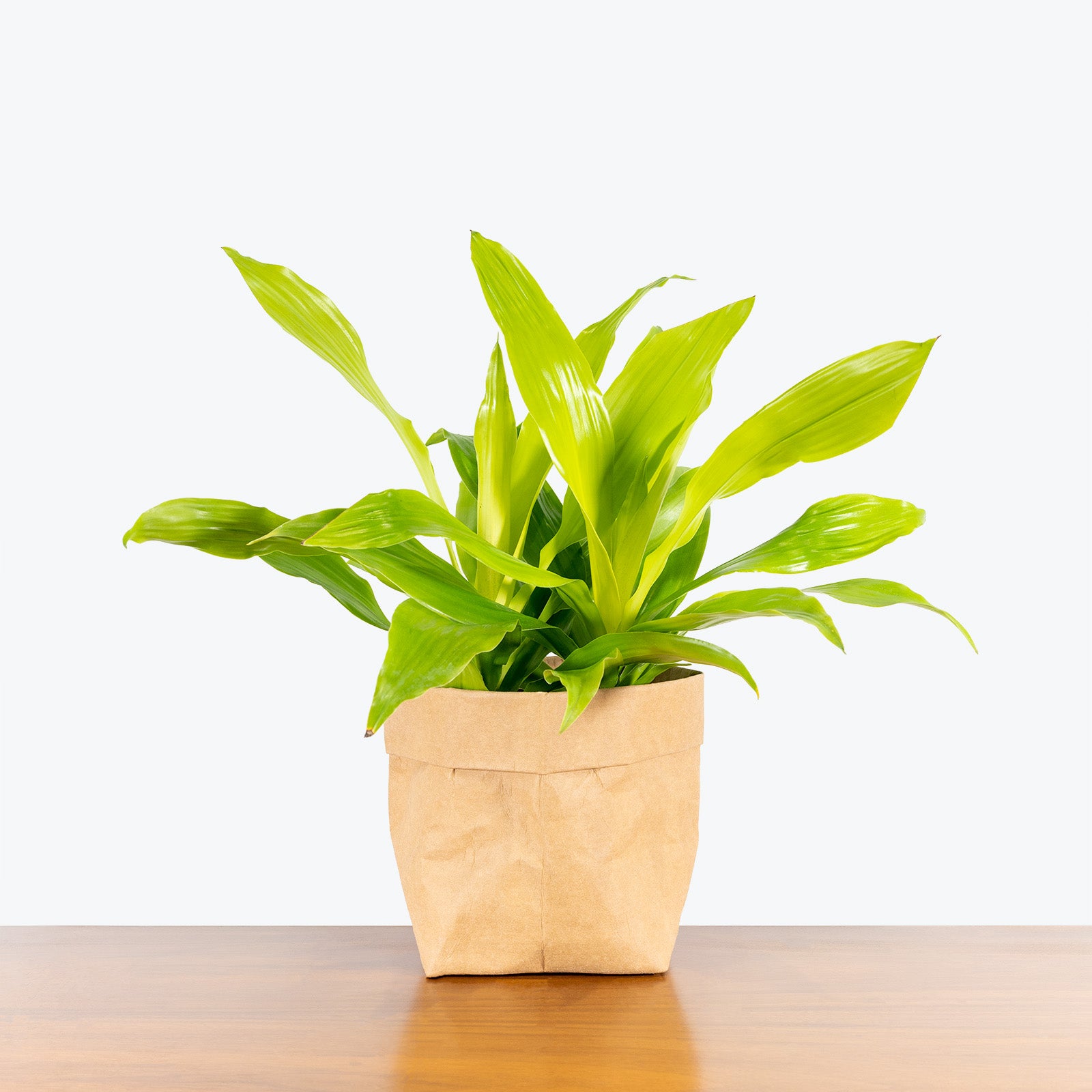 Dracaena Limelight - House Plants Delivery Toronto - JOMO Studio