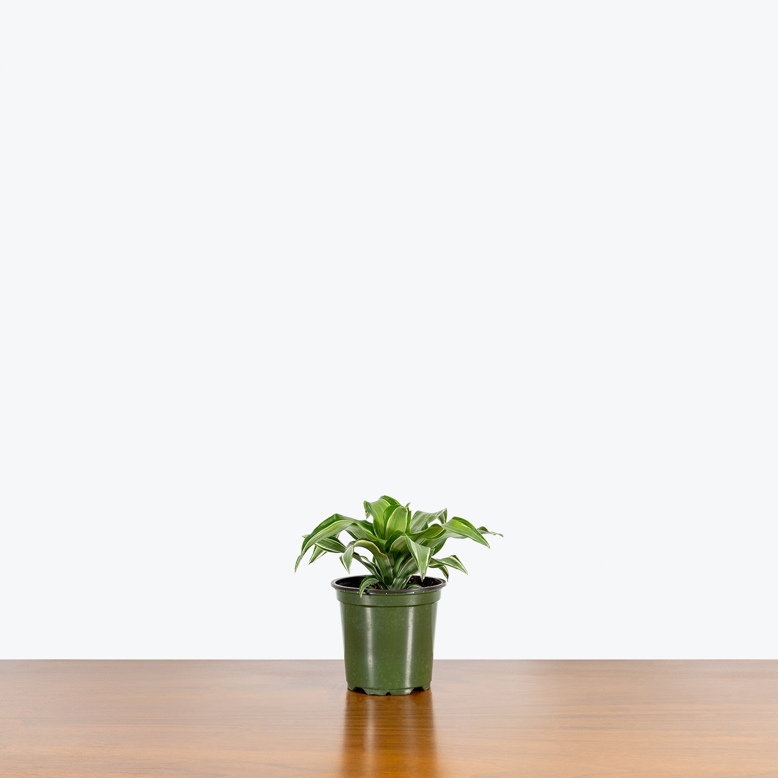 Dracaena Malaika - House Plants Delivery Toronto - JOMO Studio