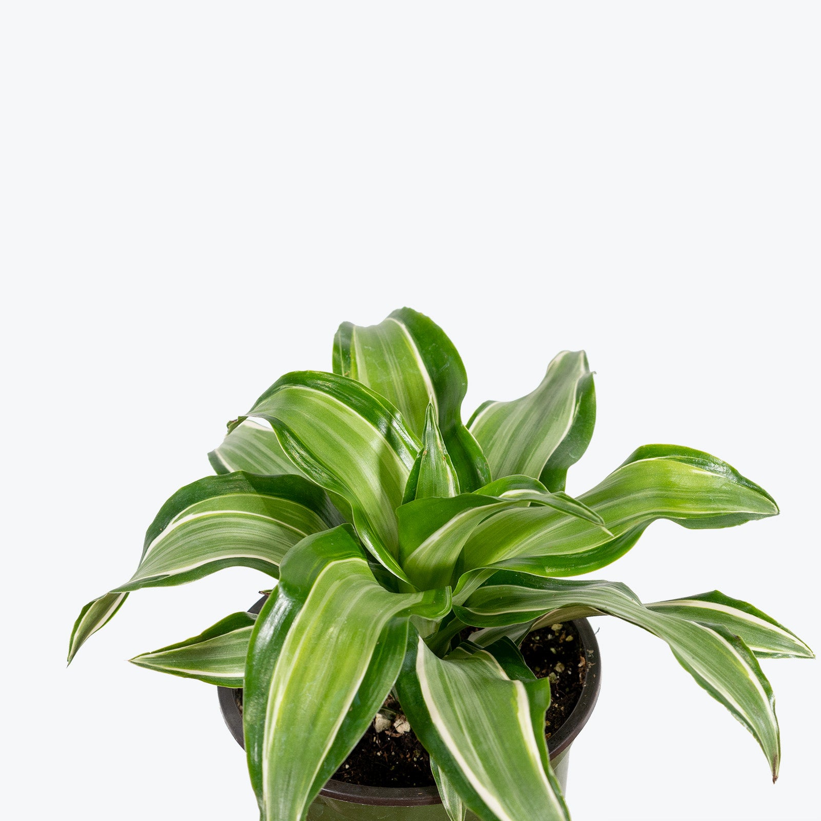 Dracaena Malaika - House Plants Delivery Toronto - JOMO Studio