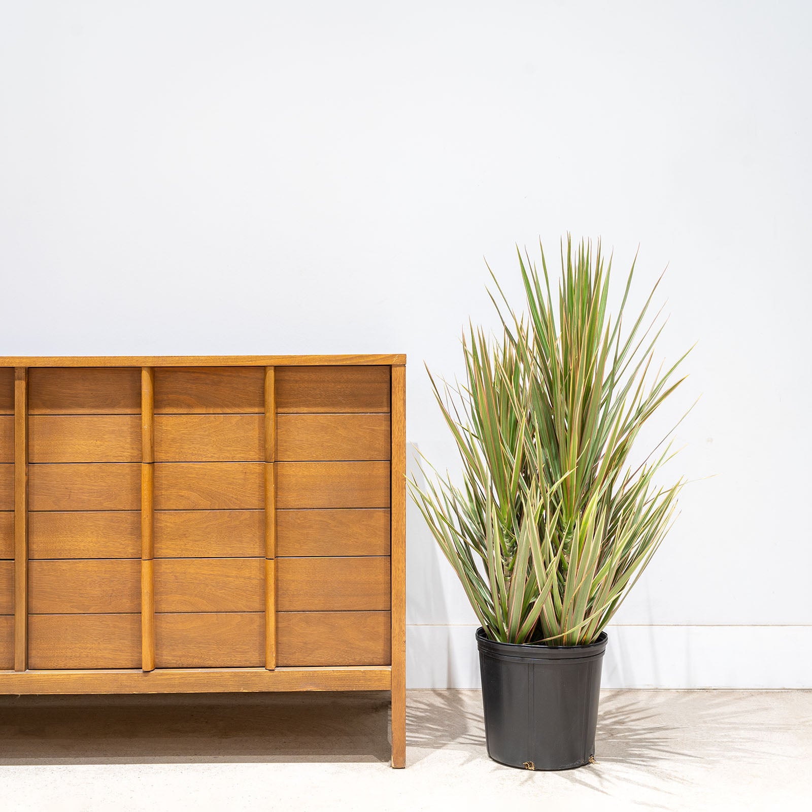 Dracaena Marginata Bicolor | Care Guide and Pro Tips - Delivery from Toronto across Canada - JOMO Studio