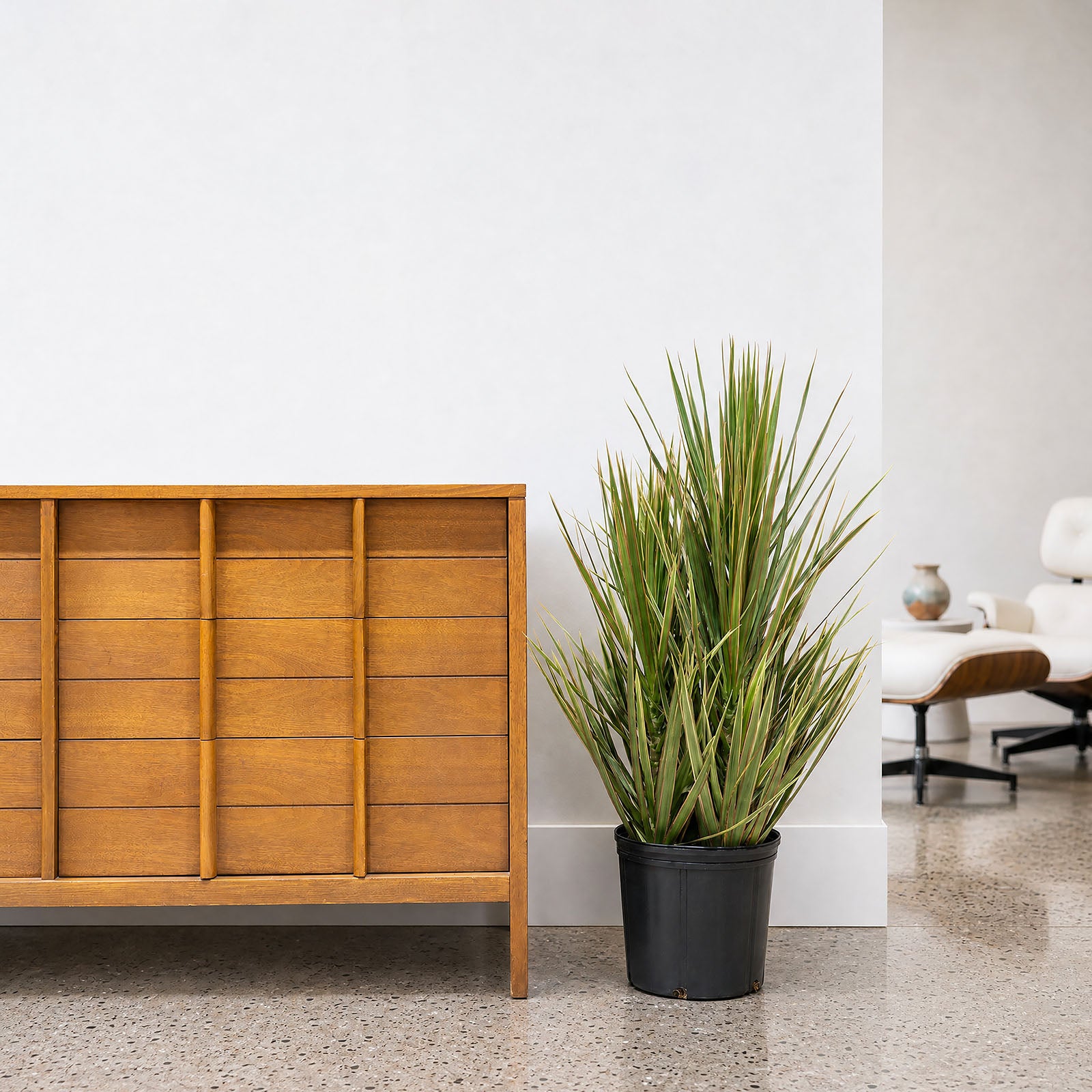 Dracaena Marginata Bicolor | Care Guide and Pro Tips - Delivery from Toronto across Canada - JOMO Studio
