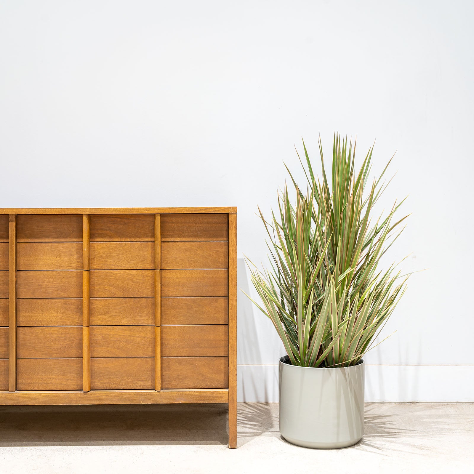 Dracaena Marginata Bicolor | Care Guide and Pro Tips - Delivery from Toronto across Canada - JOMO Studio