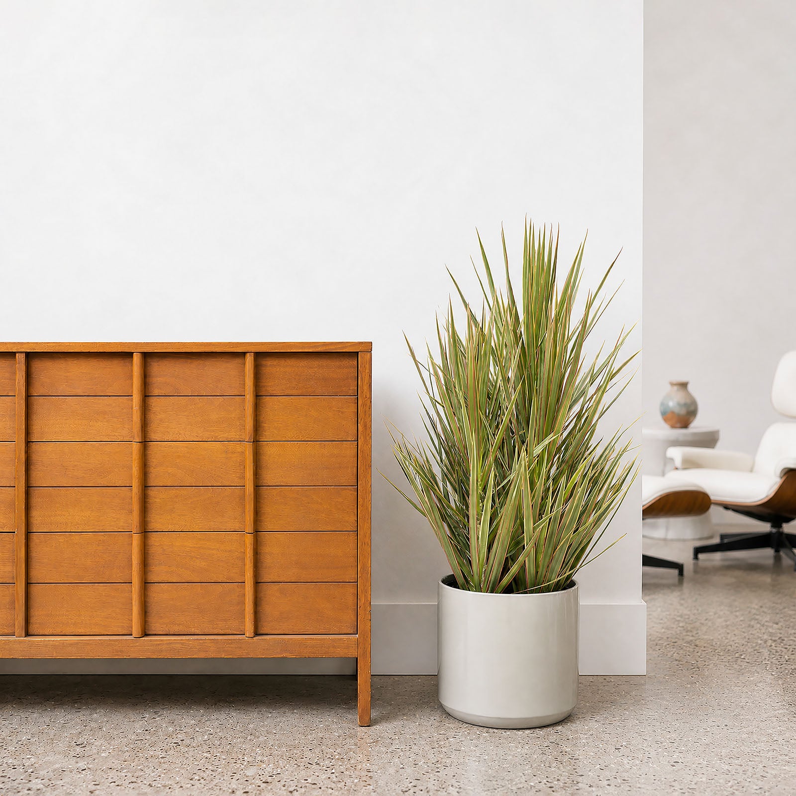 Dracaena Marginata Bicolor | Care Guide and Pro Tips - Delivery from Toronto across Canada - JOMO Studio