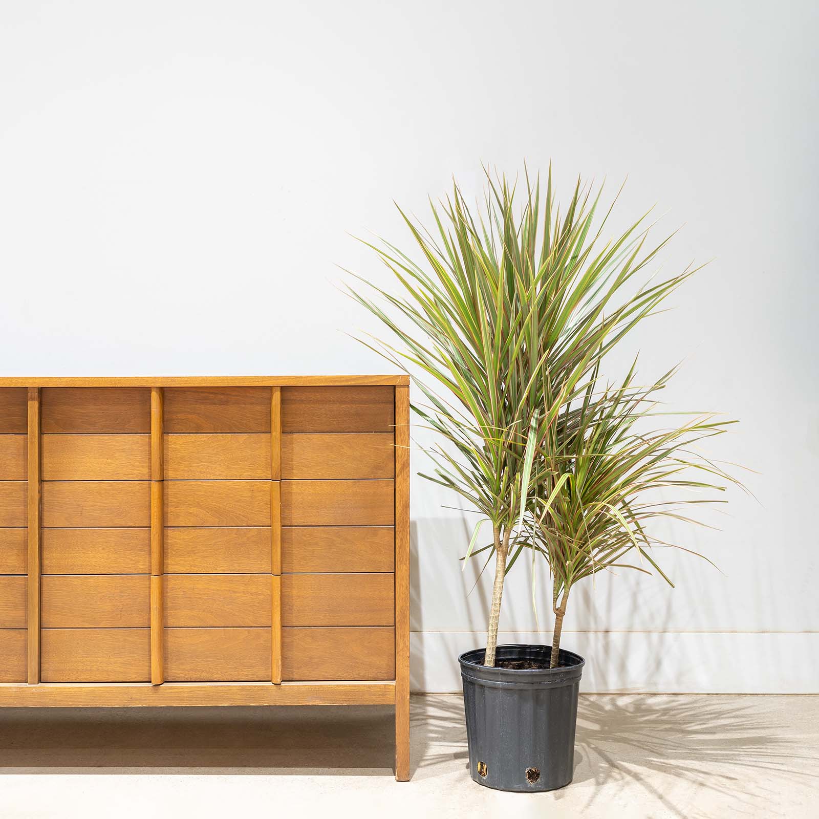 Dracaena Marginata Bicolor | Care Guide and Pro Tips - Delivery from Toronto across Canada - JOMO Studio