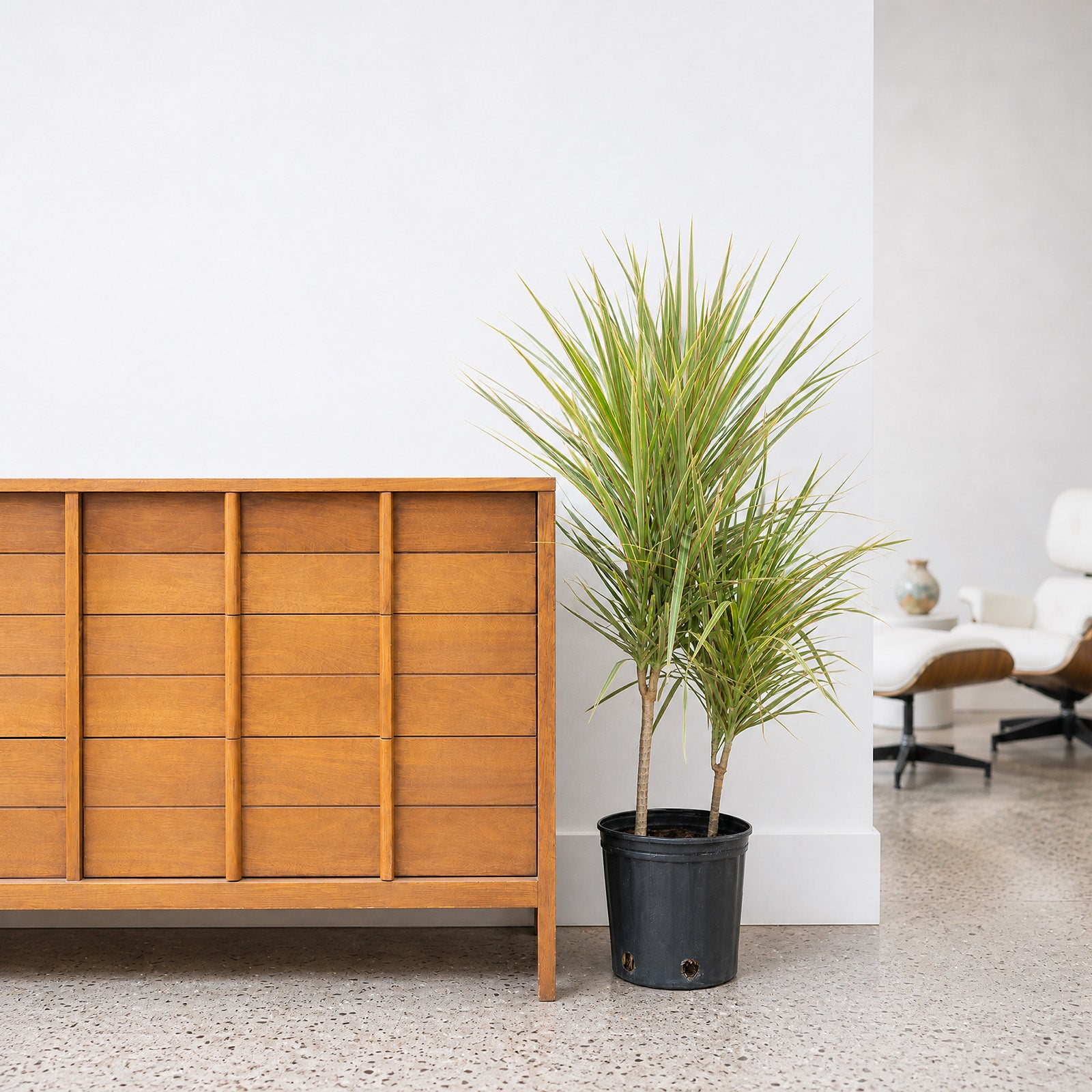 Dracaena Marginata Bicolor | Care Guide and Pro Tips - Delivery from Toronto across Canada - JOMO Studio