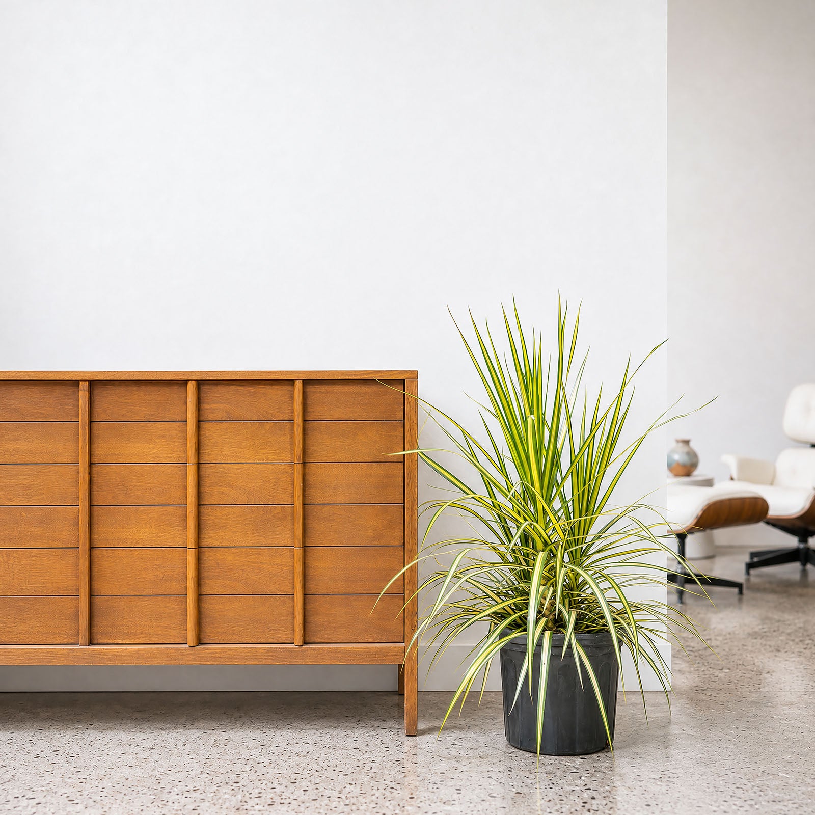 Dracaena Marginata Kiwi - House Plants Delivery Toronto - JOMO Studio
