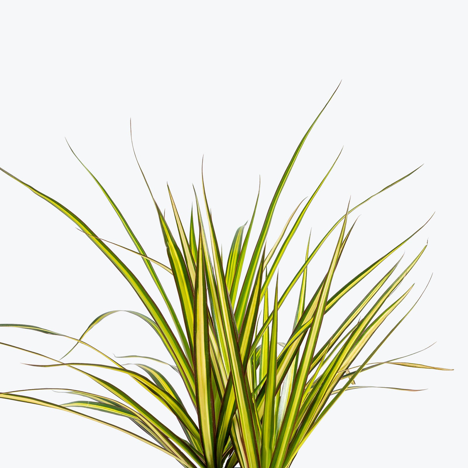 Dracaena Marginata Kiwi - House Plants Delivery Toronto - JOMO Studio