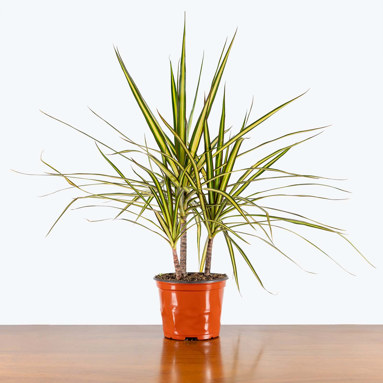 Dracaena Marginata Kiwi - House Plants Delivery Toronto - JOMO Studio