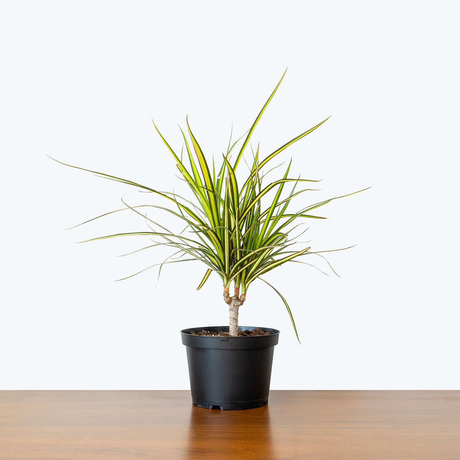 Dracaena Marginata Kiwi - House Plants Delivery Toronto - JOMO Studio