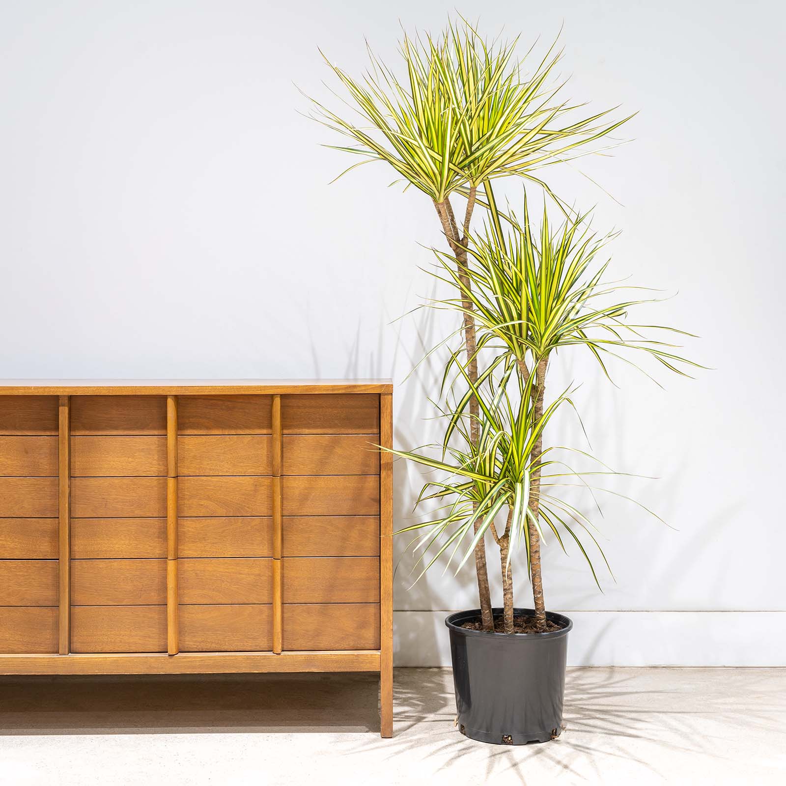 Dracaena Marginata Kiwi - House Plants Delivery Toronto - JOMO Studio