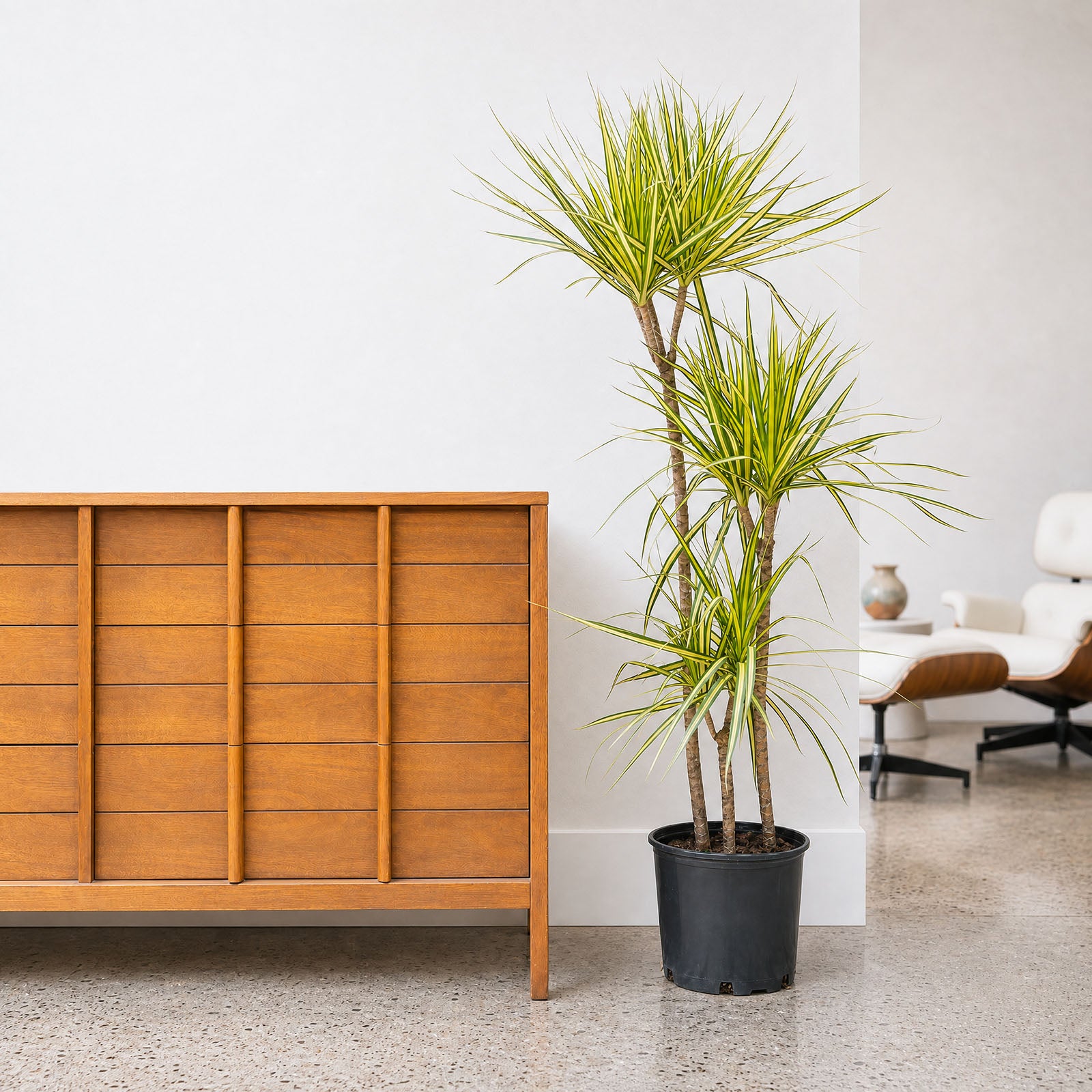 Dracaena Marginata Kiwi - House Plants Delivery Toronto - JOMO Studio
