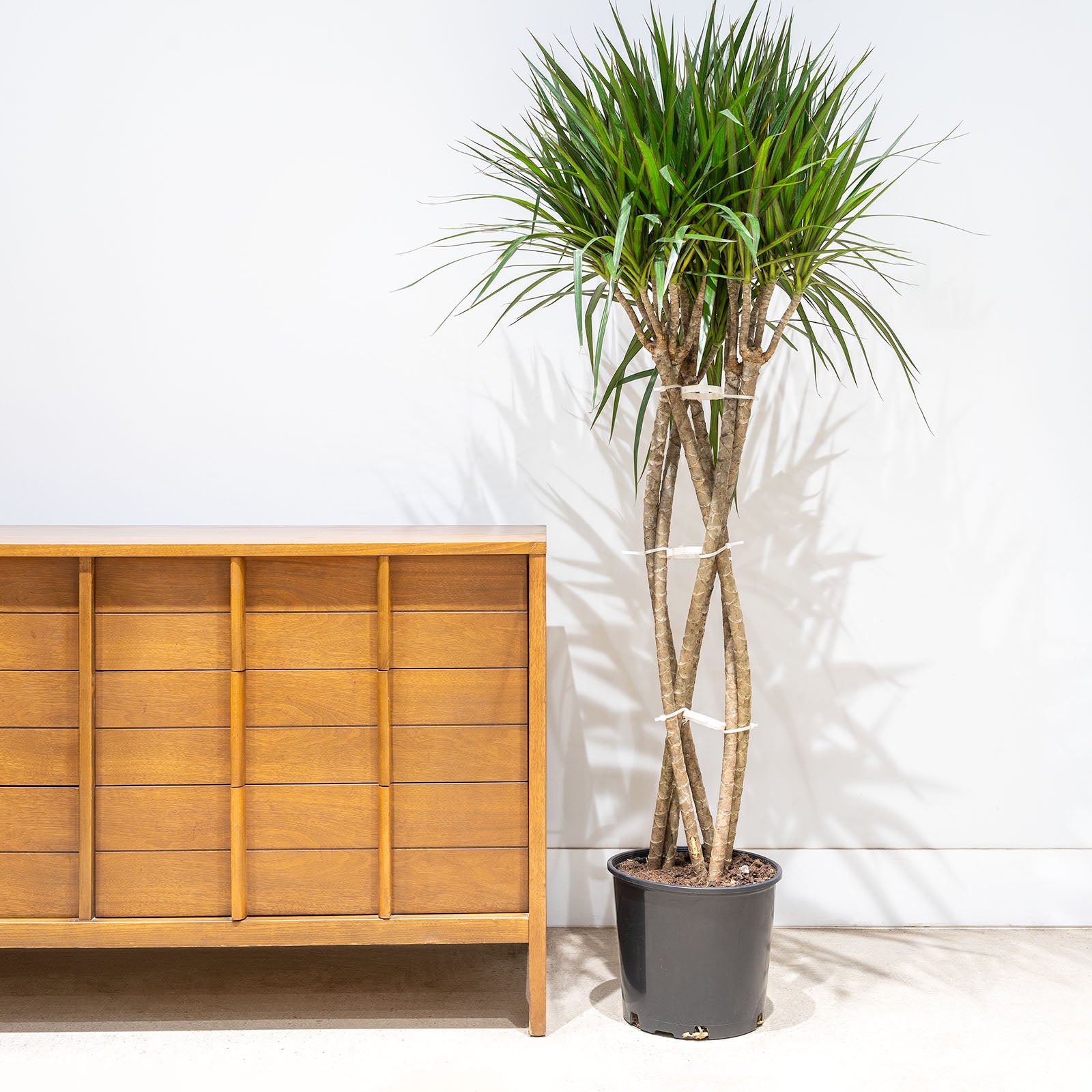 Dracaena Marginata Open Weave - House Plants Delivery Toronto - JOMO Studio