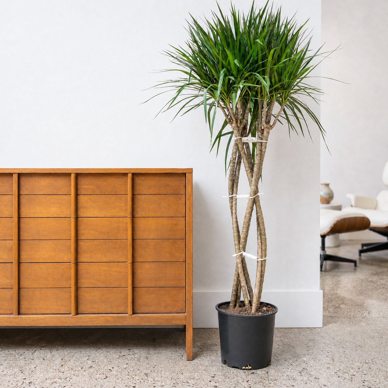 sansevieria skyline Desert Skyline Duo: Sansevieria Desertii & Cylindrica Set — Greensouq