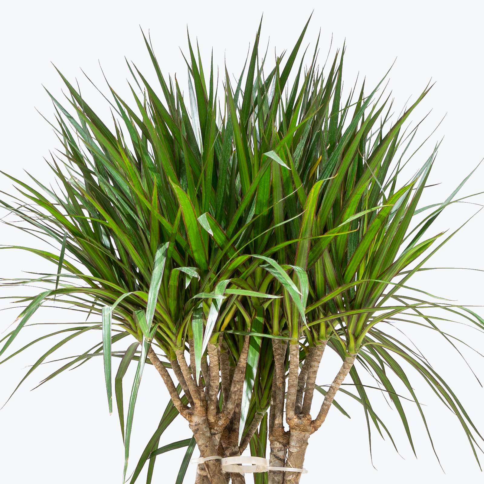 Dracaena Marginata Open Weave - House Plants Delivery Toronto - JOMO Studio