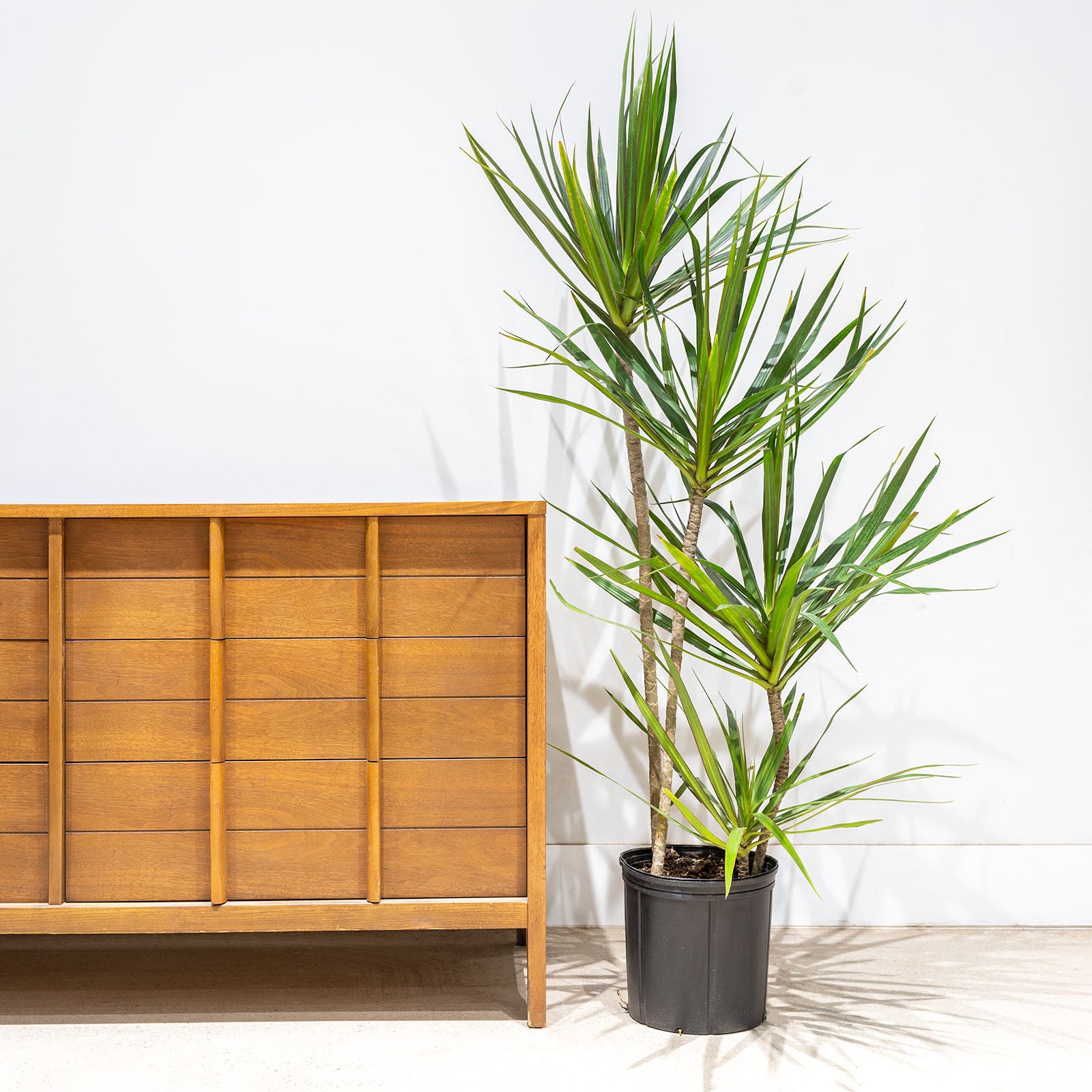 Dracaena Marginata Staggered | Care Guide and Pro Tips - Delivery from Toronto across Canada - JOMO Studio