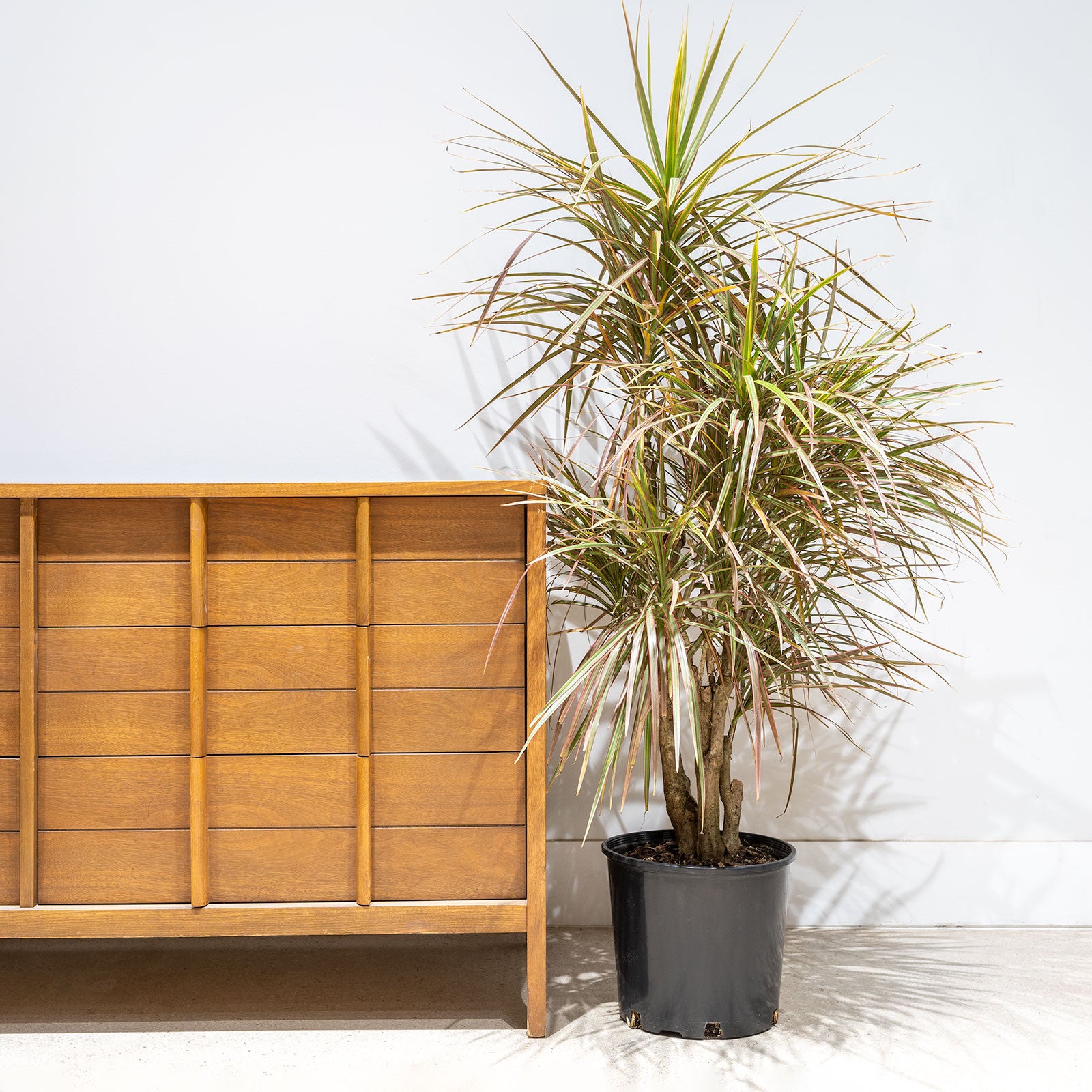 Dracaena Marginata Stump - House Plants Delivery Toronto - JOMO Studio