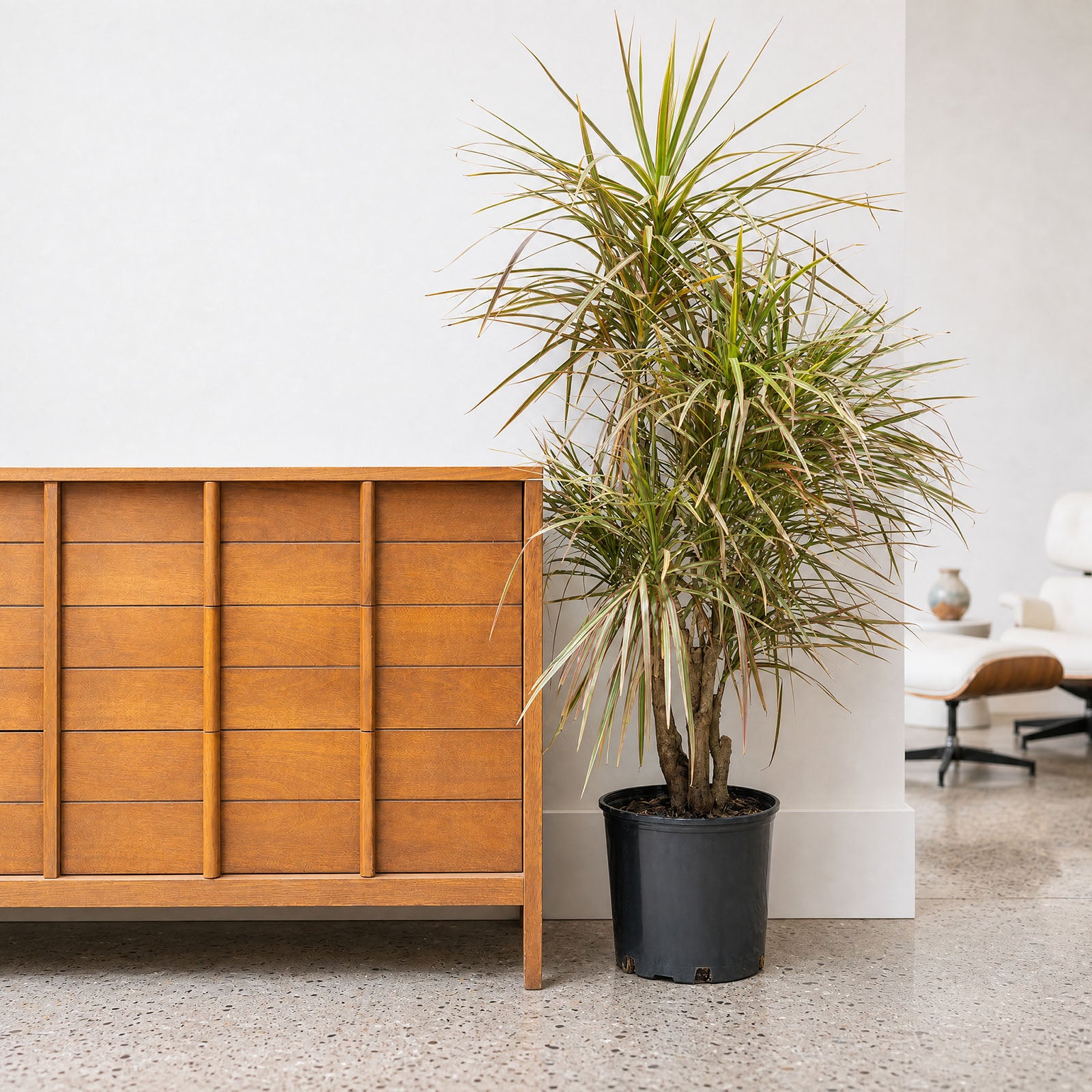 Dracaena Marginata Stump - House Plants Delivery Toronto - JOMO Studio