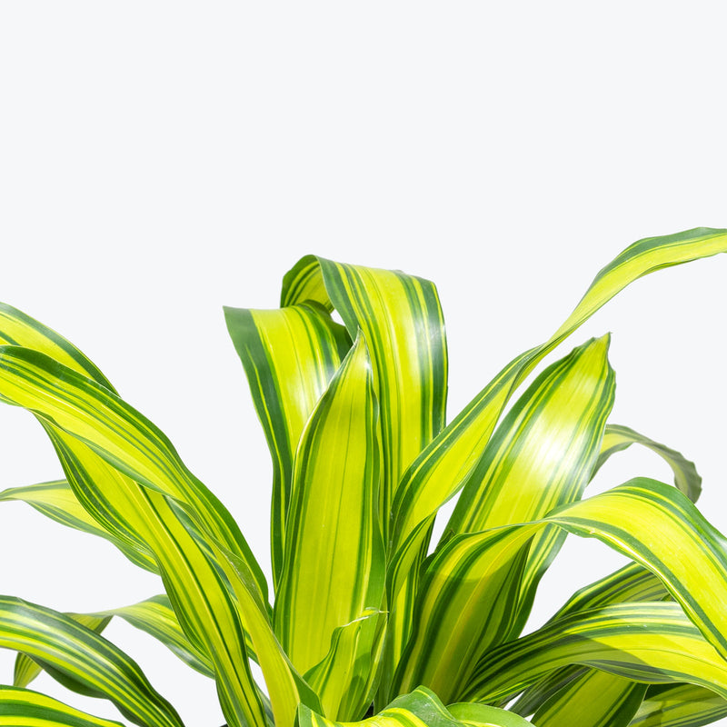 Dracaena Marley - House Plants Delivery Toronto - JOMO Studio