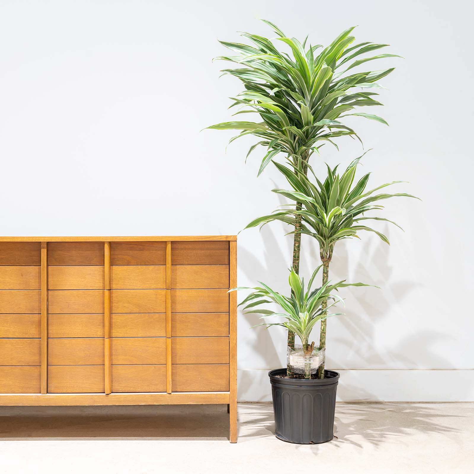 Dracaena Warneckii - House Plants Delivery Toronto - JOMO Studio