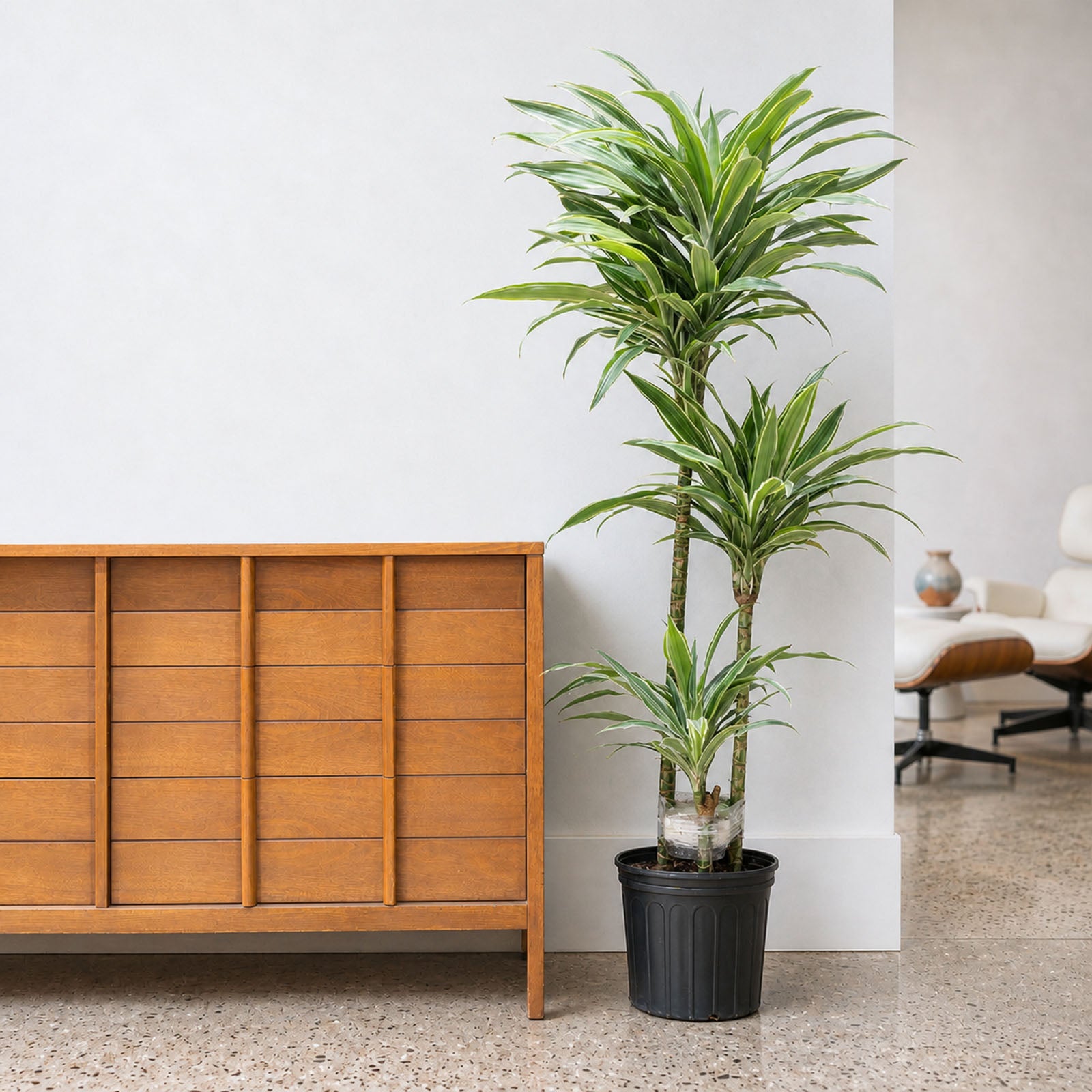 Dracaena Warneckii | Air Purifying Easy Care Houseplants for Delivery | Care Guide and Pro Tips