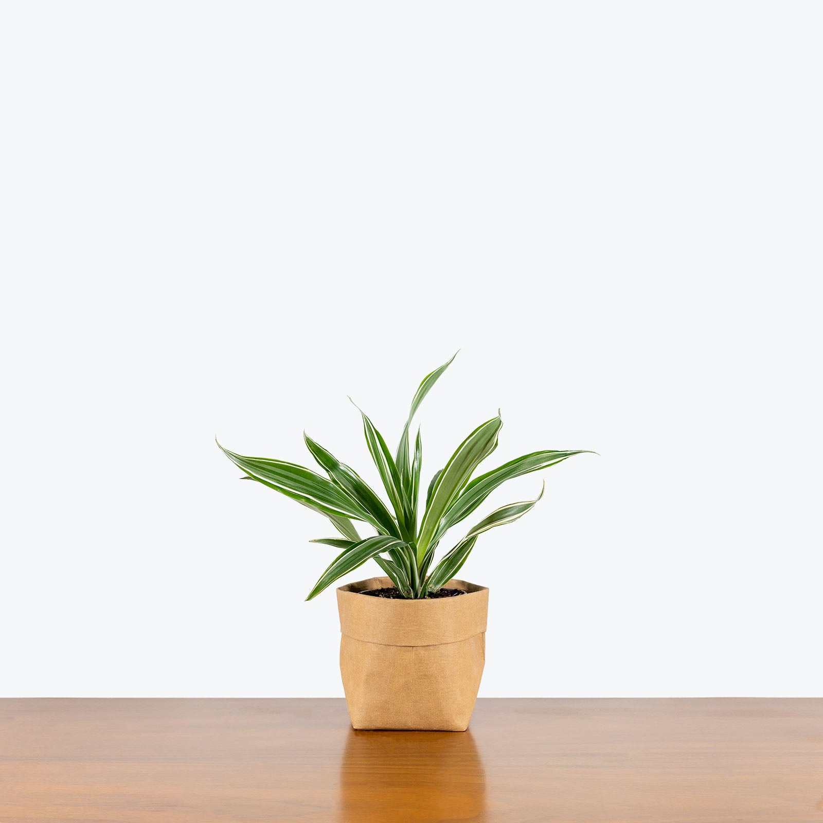Dracaena Warneckii | Air Purifying Easy Care Houseplants for Delivery | Care Guide and Pro Tips
