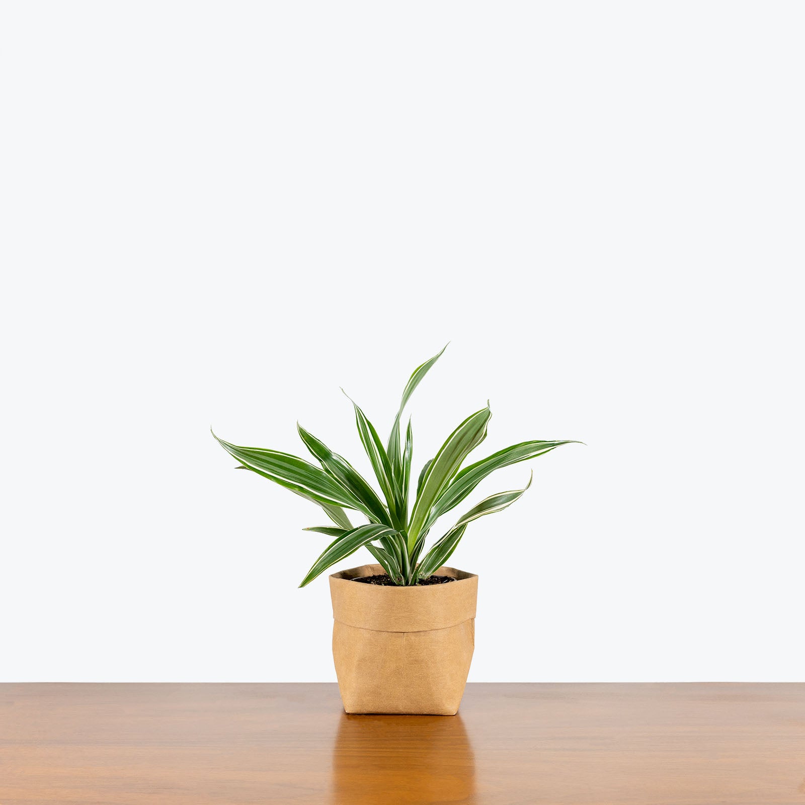 Dracaena Warneckii - House Plants Delivery Toronto - JOMO Studio