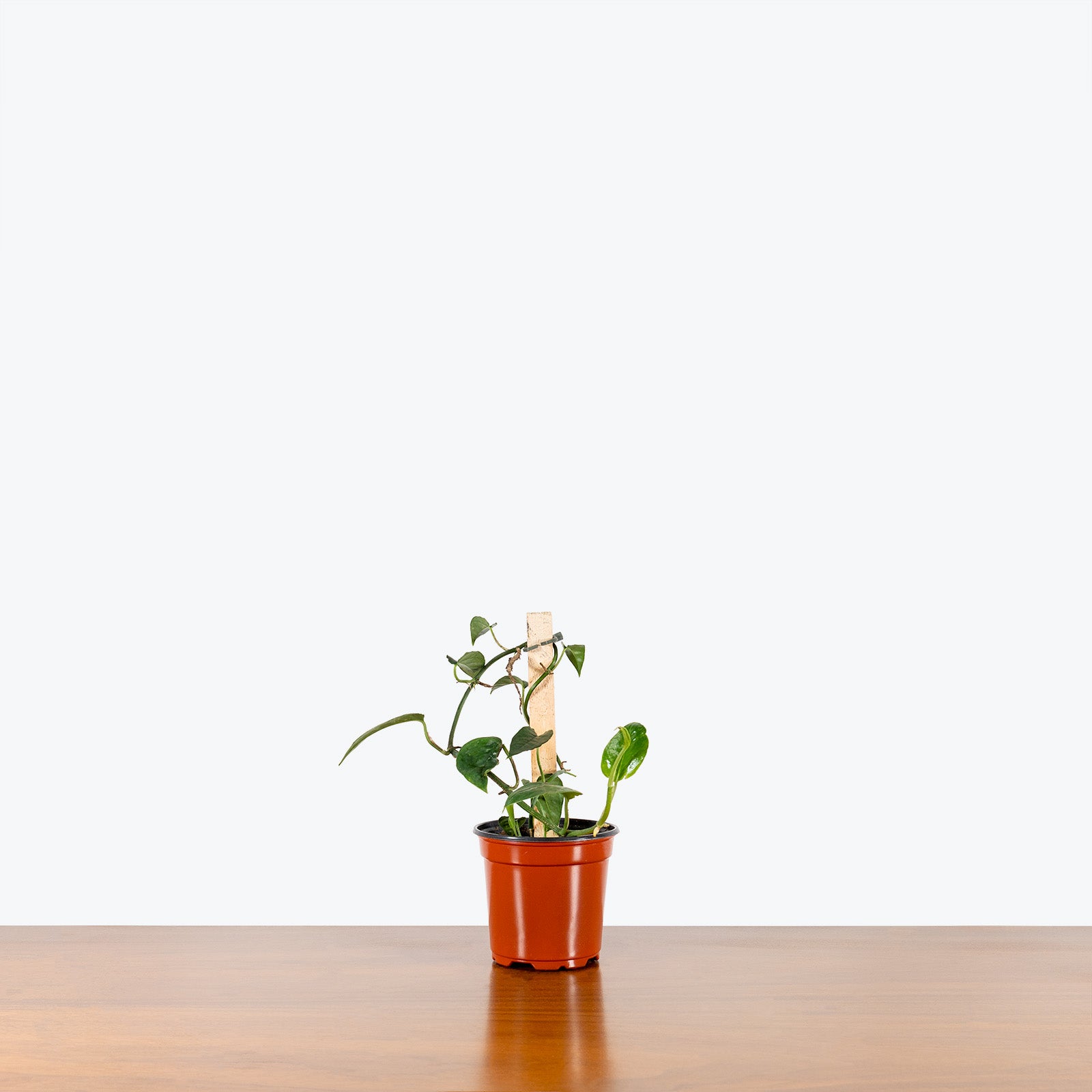 Dragon Tail Pothos | Care Guide and Pro Tips - Delivery from Toronto across Canada - JOMO Studio