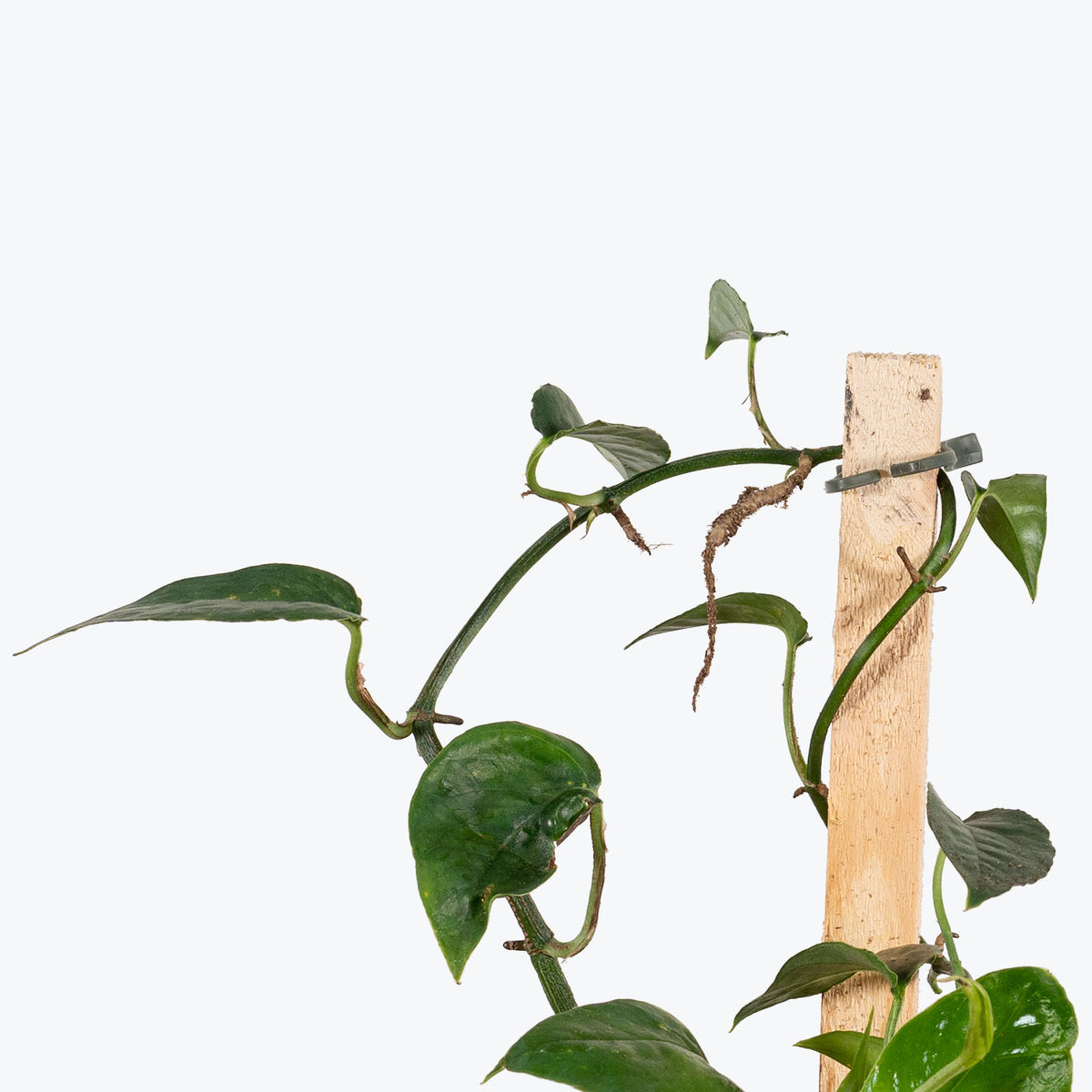 Dragon Tail Pothos - Epipremnum Pinnatum - House Plants Delivery Toronto - JOMO Studio