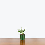 Dwarf Banana Plant — 4" Pot