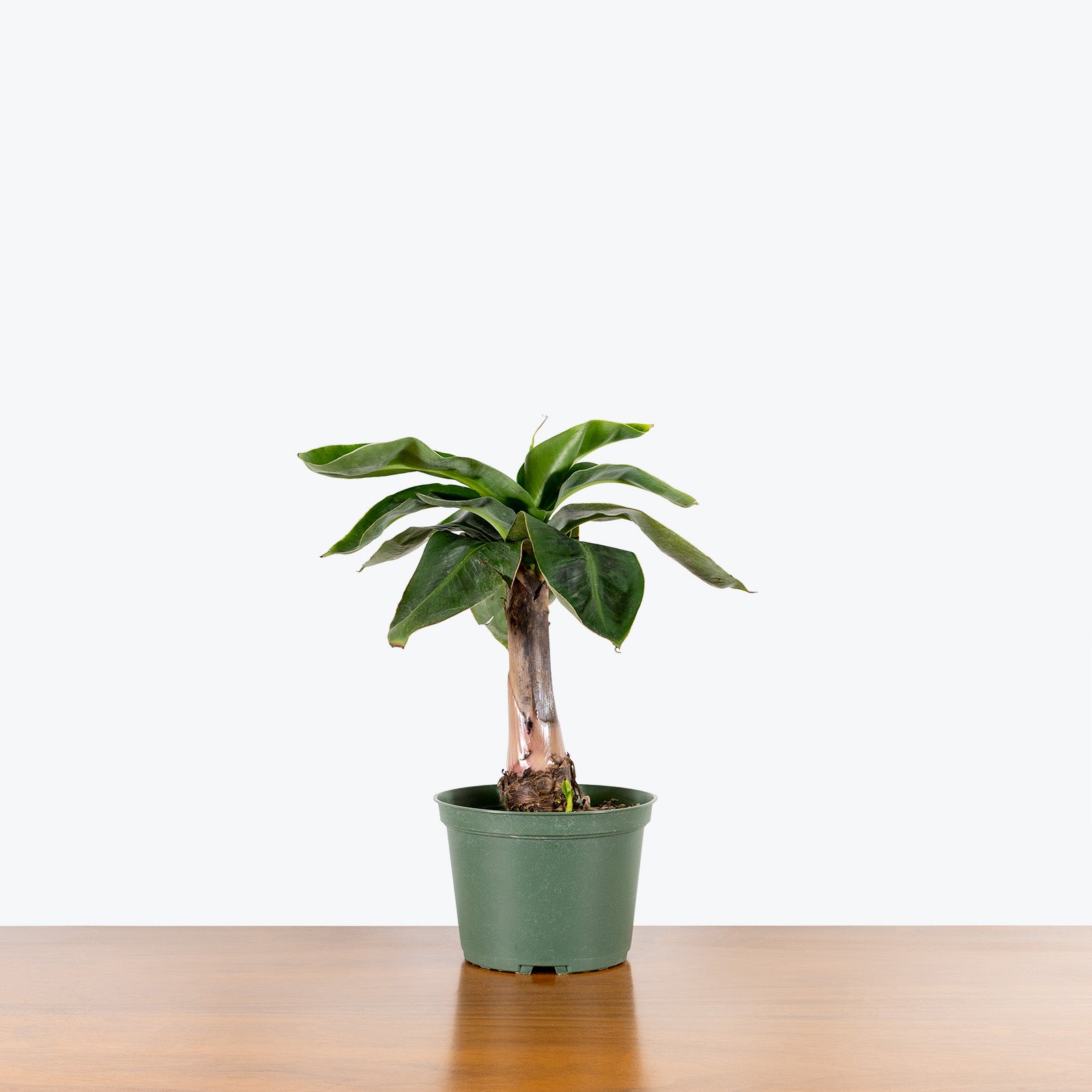 Musa Dwarf Cavendish - Banana Plant - House Plants Delivery Toronto - JOMO Studio