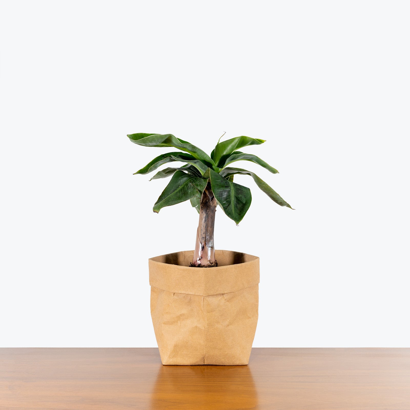 Musa Dwarf Cavendish - Banana Plant - House Plants Delivery Toronto - JOMO Studio