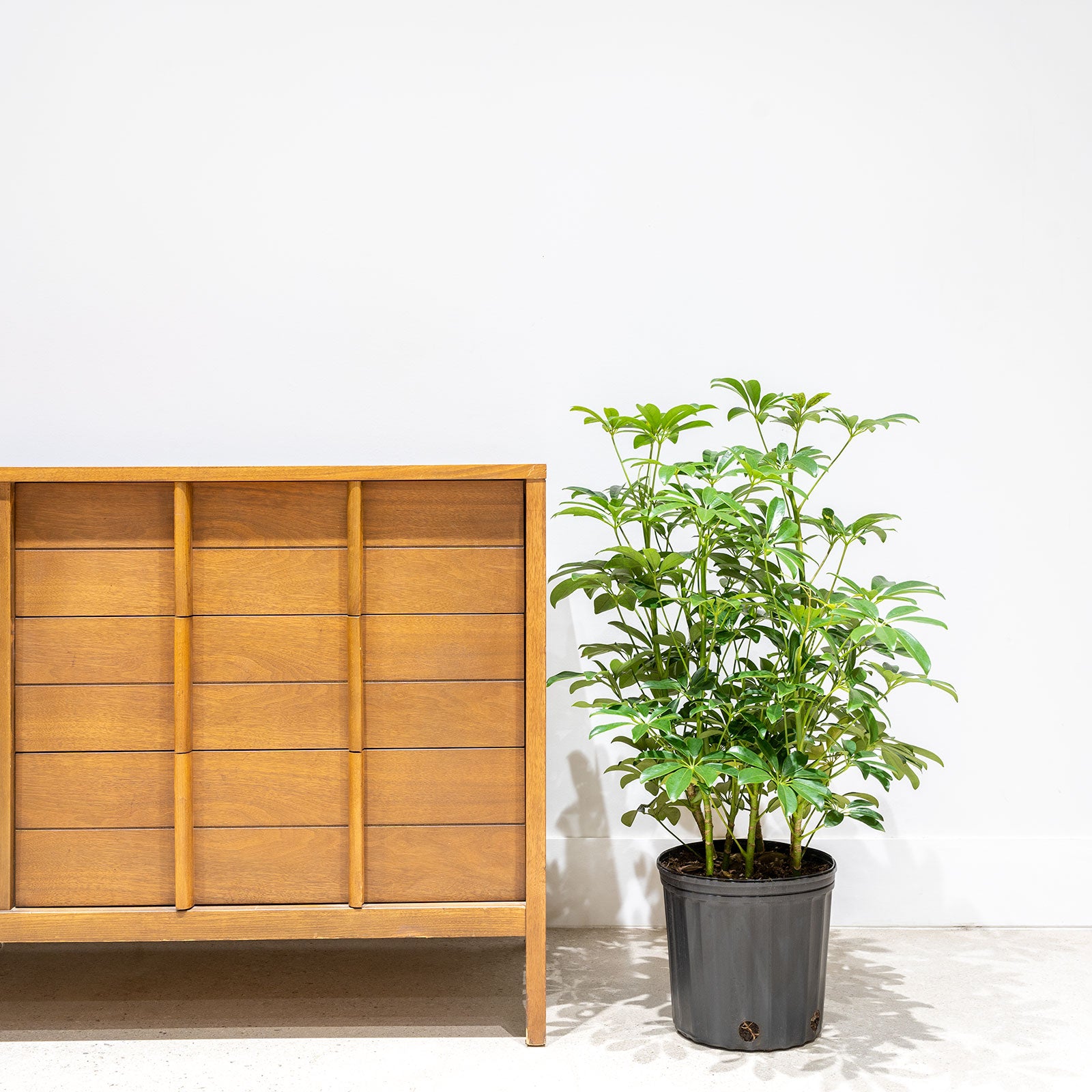 Dwarf Umbrella Tree | Care Guide and Pro Tips - Delivery from Toronto across Canada - JOMO Studio