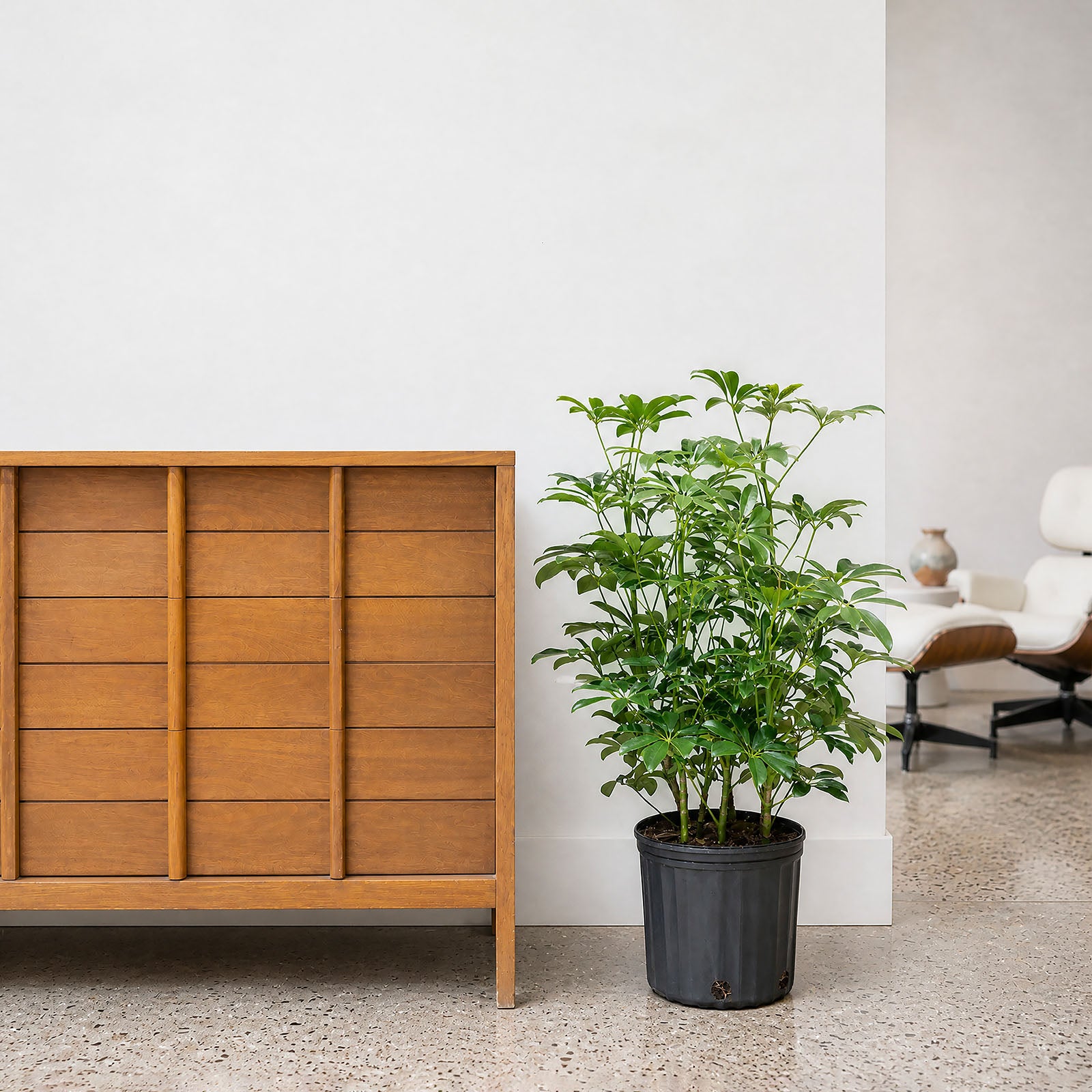 Dwarf Umbrella Tree | Care Guide and Pro Tips - Delivery from Toronto across Canada - JOMO Studio