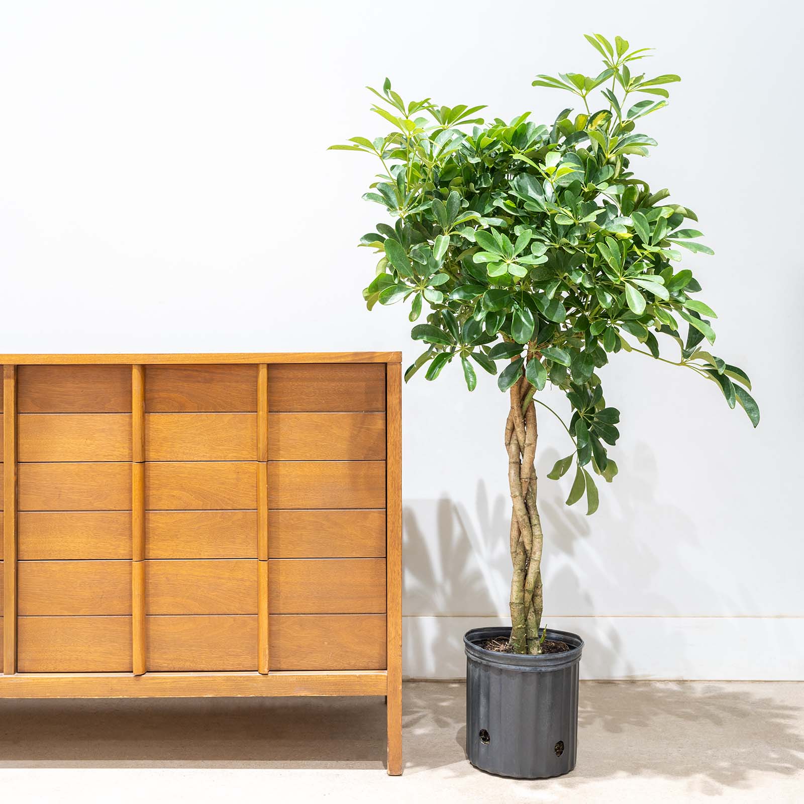 Dwarf Umbrella Tree | Care Guide and Pro Tips - Delivery from Toronto across Canada - JOMO Studio