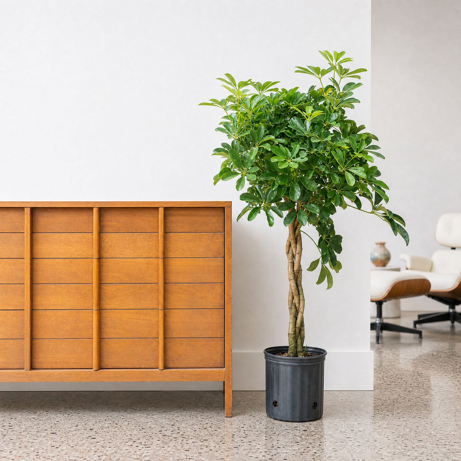 Dwarf Umbrella Tree | Care Guide and Pro Tips - Delivery from Toronto across Canada - JOMO Studio